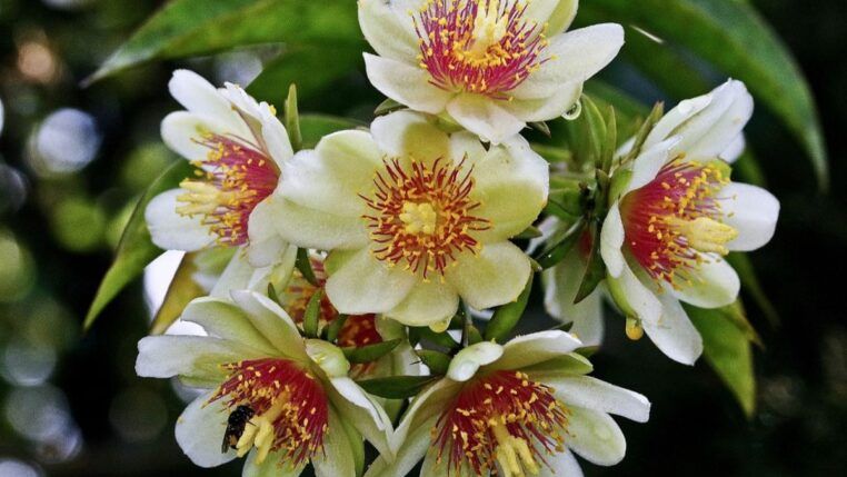 Em imagem, a planta Ora-pro-nóbis branca com detalhes em vermelho