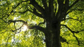 Parque Estadual Morro Grande