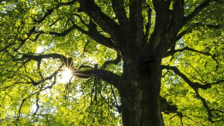 Parque Estadual Morro Grande