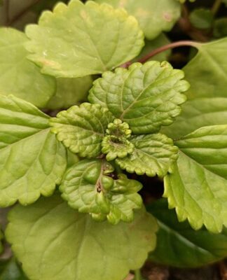 Planta do dinheiro, plectranthus verticillatus