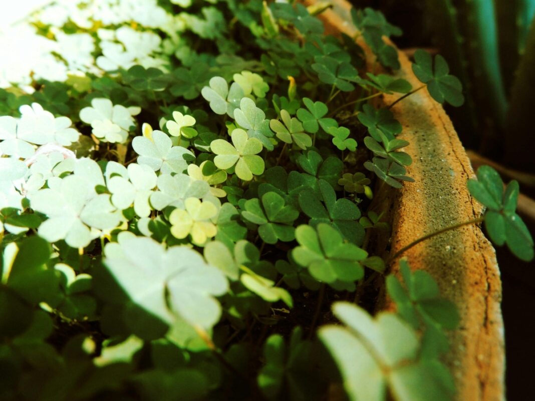 Imagem de trevo de quatro folhas plantados em um vaso