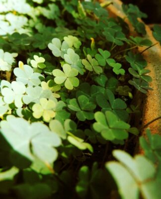 Imagem de trevo de quatro folhas plantados em um vaso