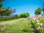 Na foto há um jardim com flores rosas, com grama e diversas árvores.