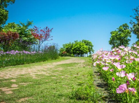 Na foto há um jardim com flores rosas, com grama e diversas árvores.
