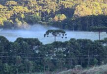 Campo coberto de geada entre árvores típicas da região serrana de SC