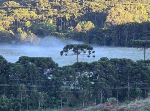 Campo coberto de geada entre árvores típicas da região serrana de SC