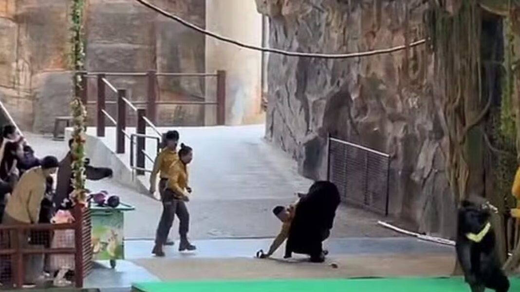 Captura de tela da transmissão do evento, mostrando o urso derrubando o homem no chão