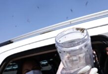 Saúde libera mosquitos estéreis para frear reprodução do Aedes