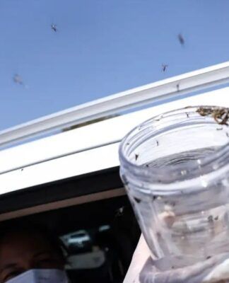 Saúde libera mosquitos estéreis para frear reprodução do Aedes