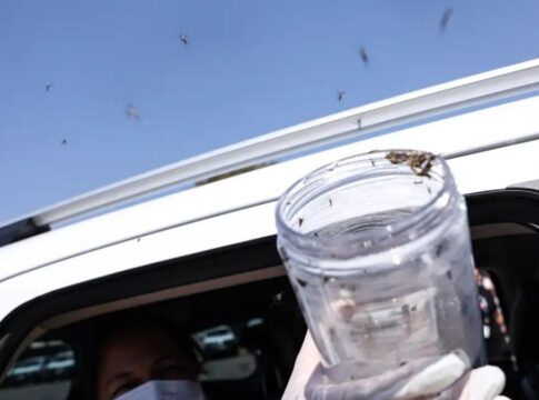 Saúde libera mosquitos estéreis para frear reprodução do Aedes