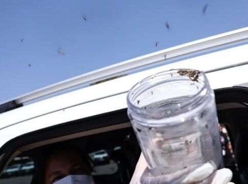 Saúde libera mosquitos estéreis para frear reprodução do Aedes