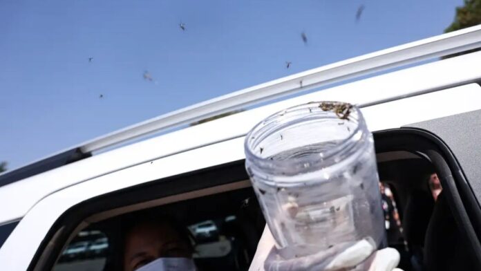 Saúde libera mosquitos estéreis para frear reprodução do Aedes