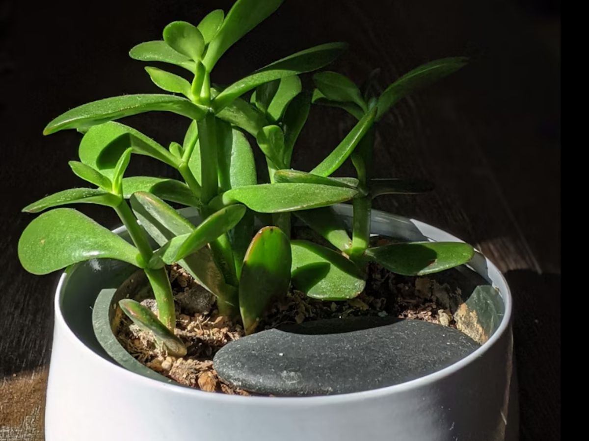 Planta de Jade