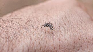 Imagem mostra o Mosquito da dengue na mão de uma pessoa