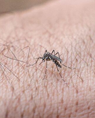 Imagem mostra o Mosquito da dengue na mão de uma pessoa