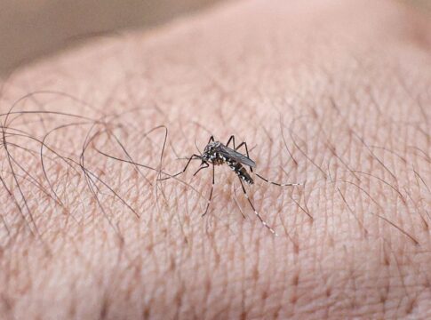 Imagem mostra o Mosquito da dengue na mão de uma pessoa