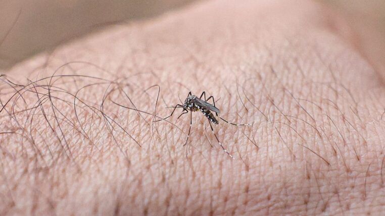 Imagem mostra o Mosquito da dengue na mão de uma pessoa