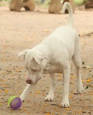 Brasil tem cerca de 30 milhões de animais domésticos abandonados
