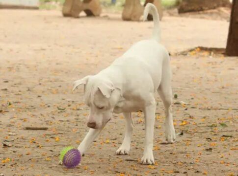 Brasil tem cerca de 30 milhões de animais domésticos abandonados