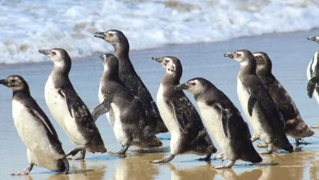 Grupo de pinguins caminhando juntos na beira da praia, sobre a areia molhada, com o mar e pequenas ondas ao fundo.