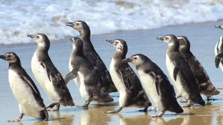 Grupo de pinguins caminhando juntos na beira da praia, sobre a areia molhada, com o mar e pequenas ondas ao fundo.
