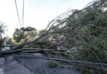 Queda de árvore provoca morte em Guarulhos (SP), diz Defesa Civil
