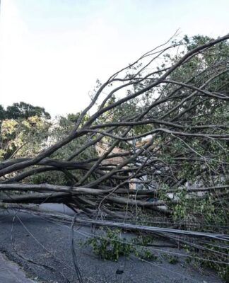 Queda de árvore provoca morte em Guarulhos (SP), diz Defesa Civil