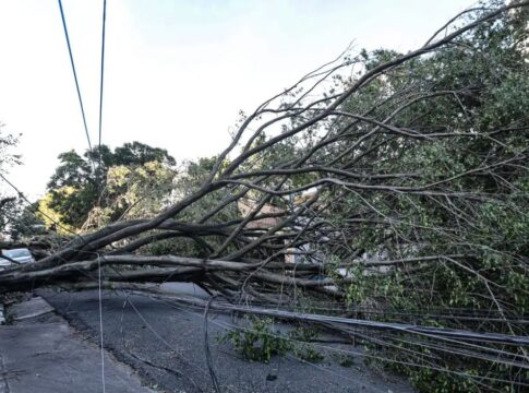 Queda de árvore provoca morte em Guarulhos (SP), diz Defesa Civil