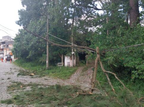A imagem mostra uma cena de destruição causada por uma árvore que caiu sobre a fiação elétrica em uma rua arborizada, provavelmente em um bairro de São Paulo, após um evento de mau tempo.