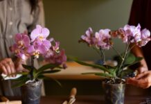 Imagem ilustrativa mostra duas pessoas cultivando orquídeas