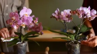 Imagem ilustrativa mostra duas pessoas cultivando orquídeas