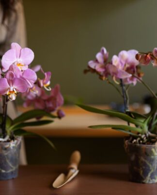 Imagem ilustrativa mostra duas pessoas cultivando orquídeas