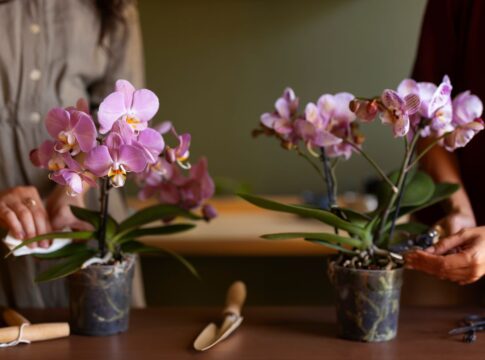 Imagem ilustrativa mostra duas pessoas cultivando orquídeas