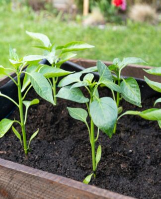 uma planta em um vaso num jardim