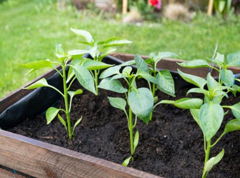 uma planta em um vaso num jardim