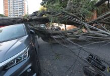 A imagem é um plano médio que documenta os danos causados por uma árvore de grande porte que caiu sobre um carro e a fiação elétrica em uma rua urbana.