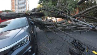 A imagem é um plano médio que documenta os danos causados por uma árvore de grande porte que caiu sobre um carro e a fiação elétrica em uma rua urbana.