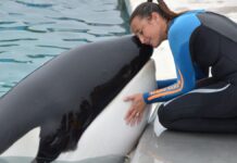 Esta é uma fotografia em close-up que captura um momento de interação íntima e carinhosa entre uma orca (baleia assassina) e uma mulher/treinadora, provavelmente em um parque aquático ou centro de pesquisa.