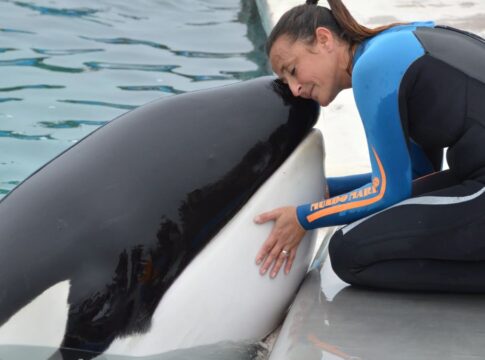 Esta é uma fotografia em close-up que captura um momento de interação íntima e carinhosa entre uma orca (baleia assassina) e uma mulher/treinadora, provavelmente em um parque aquático ou centro de pesquisa.