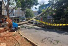Ventania provoca queda de árvores e fechamento de parques em São Paulo