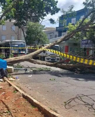 Ventania provoca queda de árvores e fechamento de parques em São Paulo