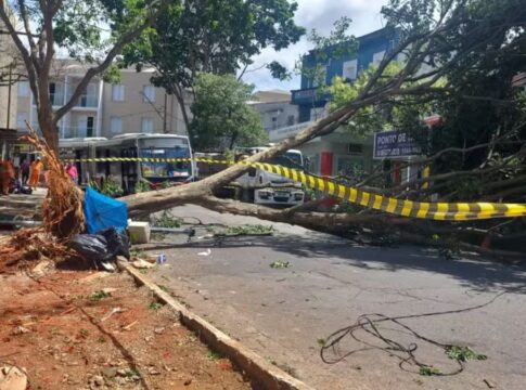 Ventania provoca queda de árvores e fechamento de parques em São Paulo