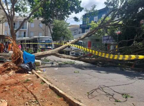 Ventania provoca queda de árvores e fechamento de parques em São Paulo