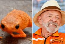 A imagem é uma composição lado a lado, justapondo um minissapo laranja em close-up com uma foto do presidente Luiz Inácio Lula da Silva usando um chapéu de palha e roupa laranja.