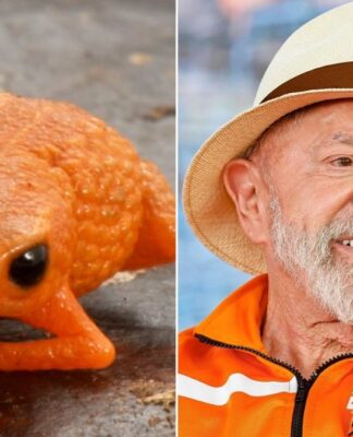 A imagem é uma composição lado a lado, justapondo um minissapo laranja em close-up com uma foto do presidente Luiz Inácio Lula da Silva usando um chapéu de palha e roupa laranja.