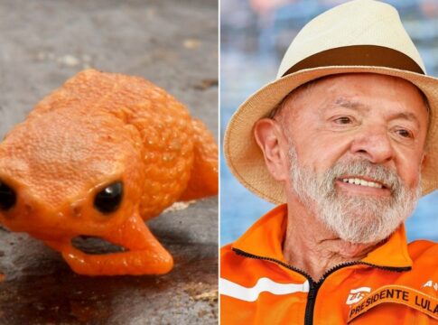 A imagem é uma composição lado a lado, justapondo um minissapo laranja em close-up com uma foto do presidente Luiz Inácio Lula da Silva usando um chapéu de palha e roupa laranja.