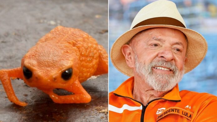 A imagem é uma composição lado a lado, justapondo um minissapo laranja em close-up com uma foto do presidente Luiz Inácio Lula da Silva usando um chapéu de palha e roupa laranja.