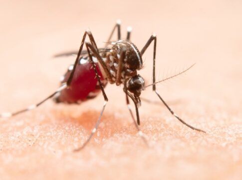 Mosquito Aedes aegypti