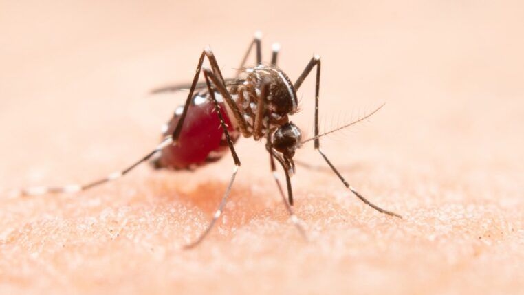 Mosquito Aedes aegypti