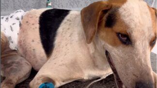 Foto: Reprodução/Redes Sociais